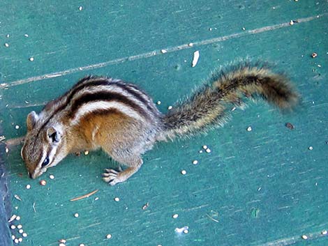 Colorado Chipmunk (Neotamias quadrivittatus)