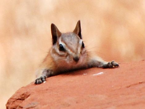 Hopi Chipmunk (Neotamias rufus)