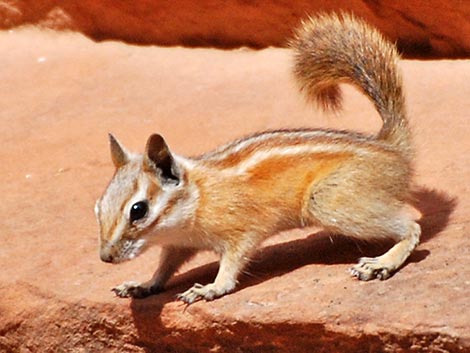 Hopi Chipmunk (Neotamias rufus)