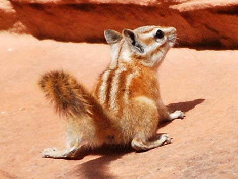 Hopi Chipmunk (Neotamias rufus)