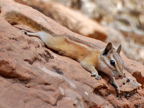 Hopi Chipmunk (Neotamias rufus)