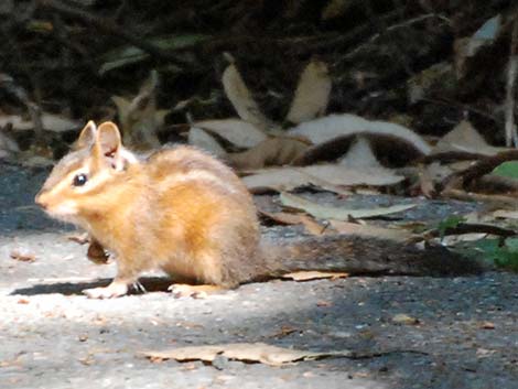 Siskiyou Chipmunk (Neotamias siskiyou)