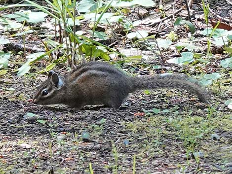 Siskiyou Chipmunk (Neotamias siskiyou)