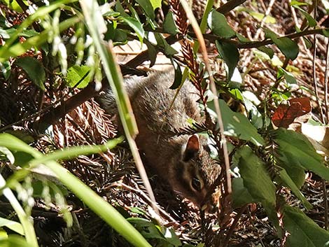 Siskiyou Chipmunk (Neotamias siskiyou)