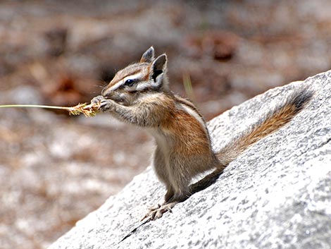 Lodgepole Chipmunk (Neotamias speciosus)