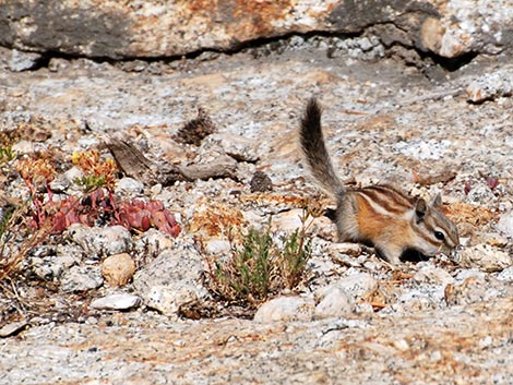 Lodgepole Chipmunk (Neotamias speciosus)