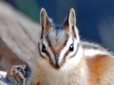 Lodgepole Chipmunk (Neotamias speciosus)