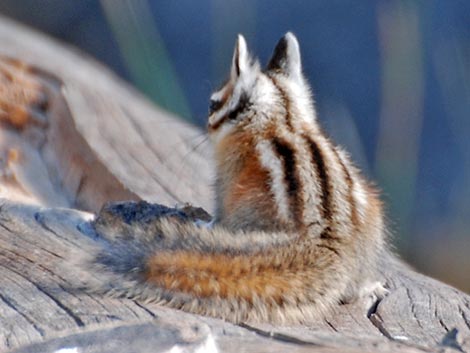 Lodgepole Chipmunk (Neotamias speciosus)