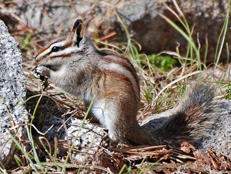 Lodgepole Chipmunk (Neotamias speciosus)