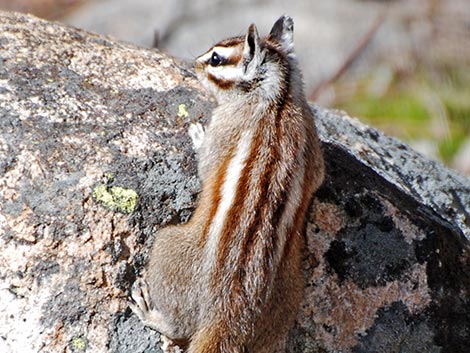 Lodgepole Chipmunk (Neotamias speciosus)