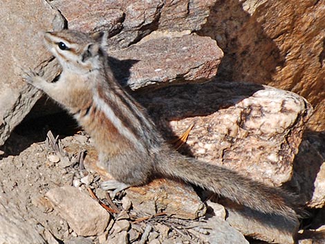 Uinta Chipmunk (Neotamias umbrinus)