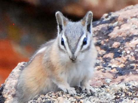 Uinta Chipmunk (Neotamias umbrinus)