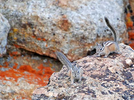 Uinta Chipmunk (Neotamias umbrinus)