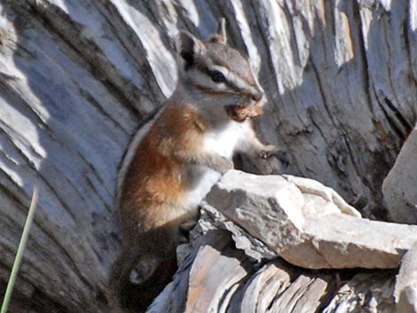 Uinta Chipmunk (Neotamias umbrinus)