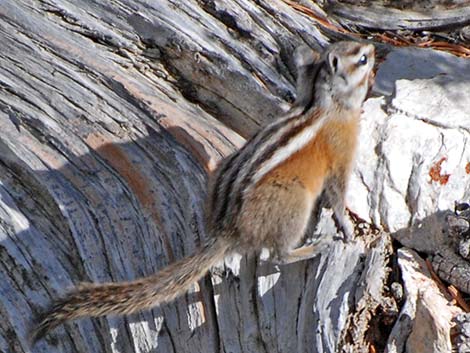 Uinta Chipmunk (Neotamias umbrinus)