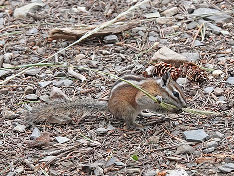 Uinta Chipmunk (Neotamias umbrinus)