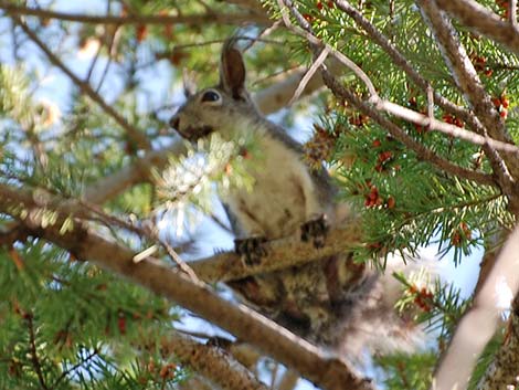 Abert's Squirrel (Sciurus aberti)