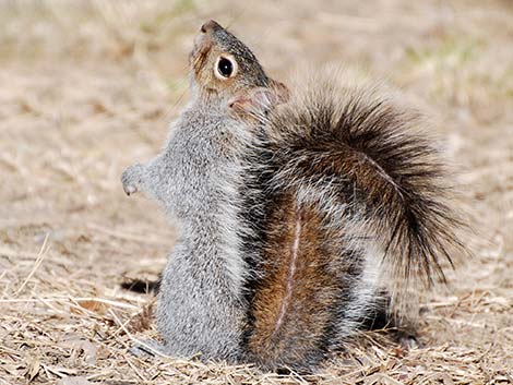 Arizona Gray Squirrel (Sciurus arizonensis)