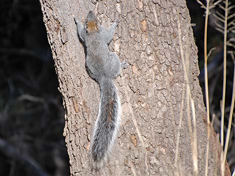 Arizona Gray Squirrel (Sciurus arizonensis)