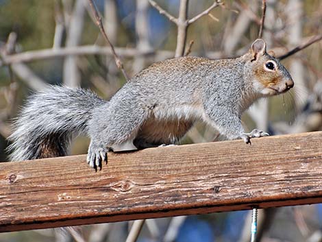 Arizona Gray Squirrel (Sciurus arizonensis)