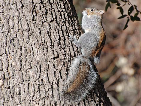 Arizona Gray Squirrel (Sciurus arizonensis)