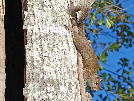 Eastern Gray Squirrel (Sciurus carolinensis)