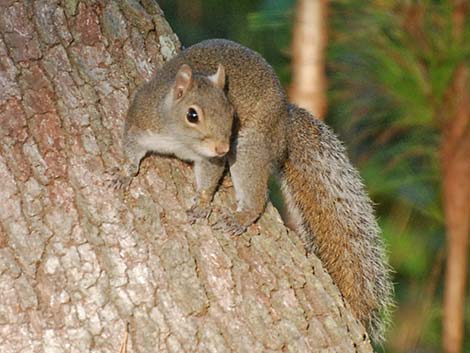 Eastern Gray Squirrel (Sciurus carolinensis)