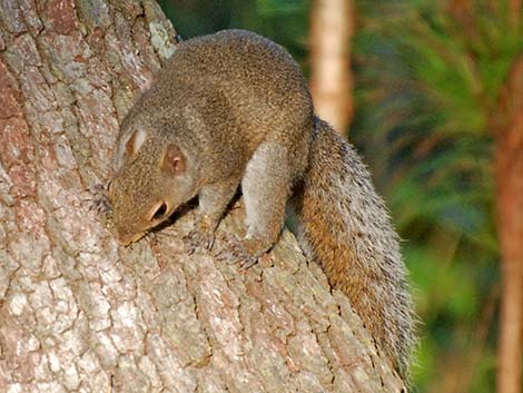 Eastern Gray Squirrel (Sciurus carolinensis)