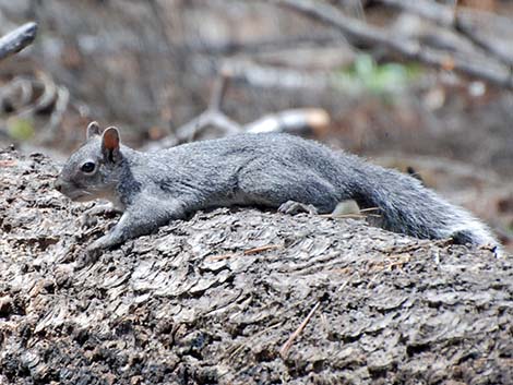 Western Gray Squirrel (Sciurus griseus)