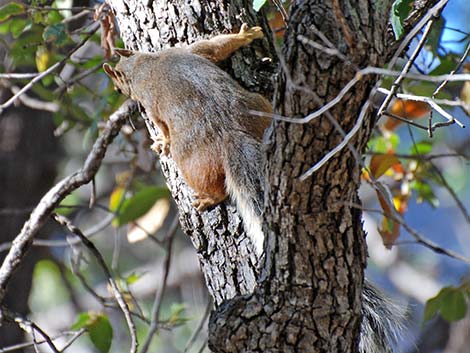 Mexican Fox Squirrel (Sciurus nayaritensis)