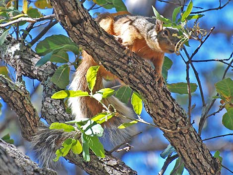 Mexican Fox Squirrel (Sciurus nayaritensis)