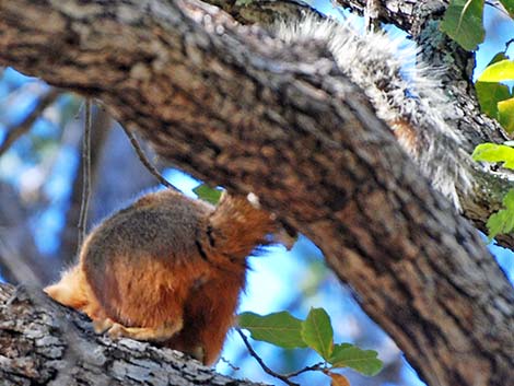 Mexican Fox Squirrel (Sciurus nayaritensis)