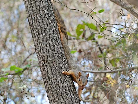 Fox Squirrel (Sciurus niger)