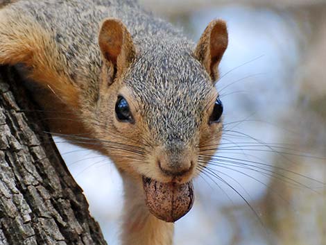 Fox Squirrel (Sciurus niger)