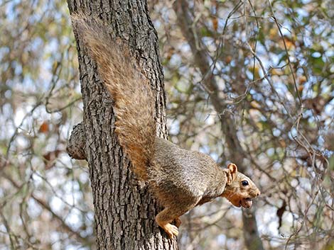 Fox Squirrel (Sciurus niger)