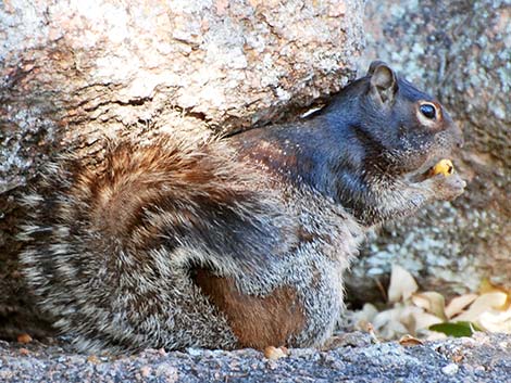 Fox Squirrel (Sciurus niger)