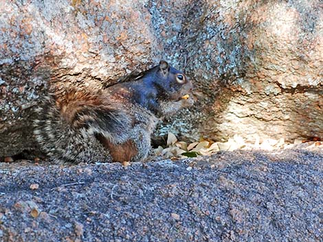 Fox Squirrel (Sciurus niger)