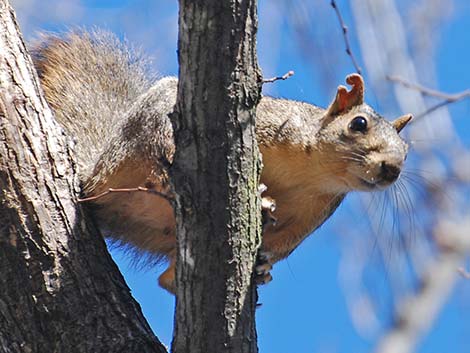 Fox Squirrel (Sciurus niger)