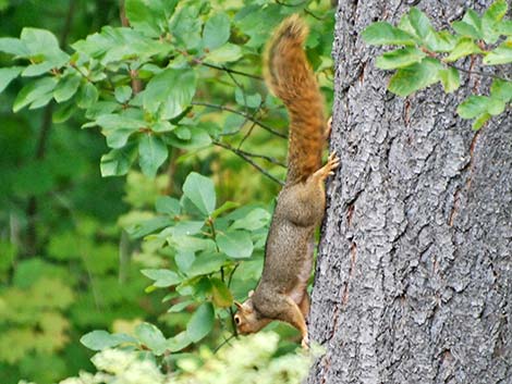 Fox Squirrel (Sciurus niger)