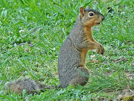 Fox Squirrel (Sciurus niger)