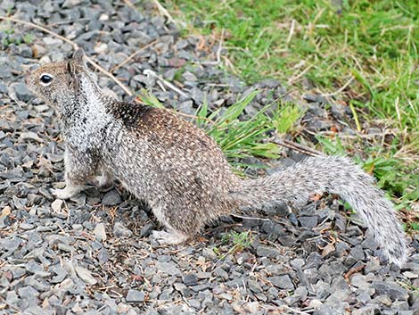 California Ground Squirrel (Otospermophilus beecheyi)