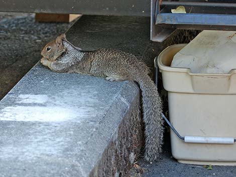 California Ground Squirrel (Otospermophilus beecheyi)