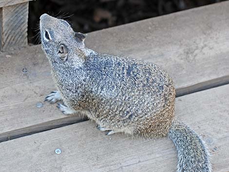 California Ground Squirrel (Otospermophilus beecheyi)