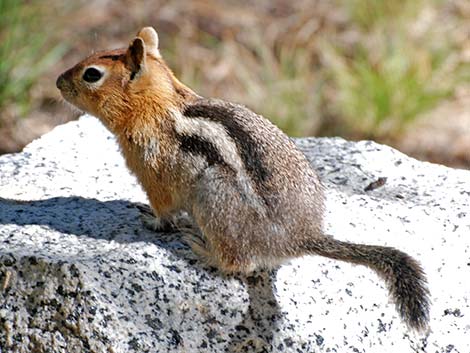 Golden-mantled Ground Squirrel (Callospermophilus lateralis)