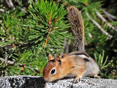 Golden-mantled Ground Squirrel (Callospermophilus lateralis)