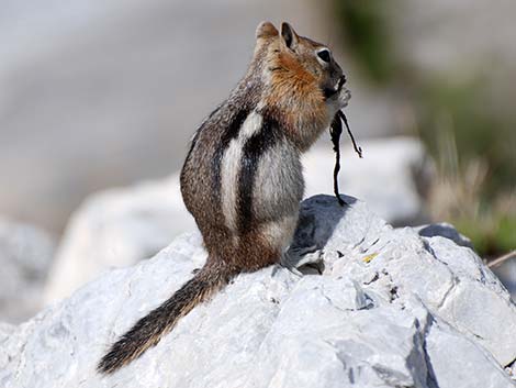 Golden-mantled Ground Squirrel (Callospermophilus lateralis)