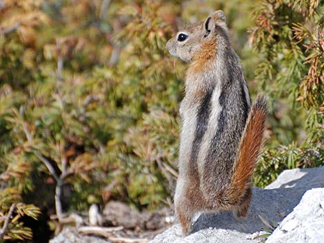 Golden-mantled Ground Squirrel (Callospermophilus lateralis)