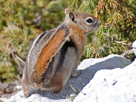 Golden-mantled Ground Squirrel (Callospermophilus lateralis)