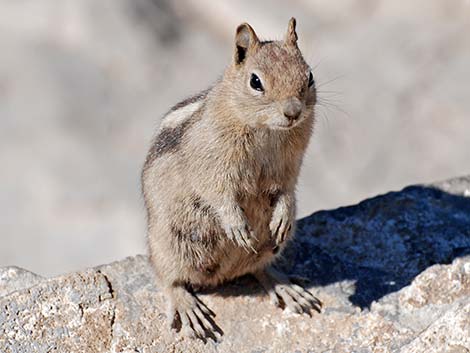 Golden-mantled Ground Squirrel (Callospermophilus lateralis)