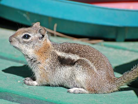 Golden-mantled Ground Squirrel (Callospermophilus lateralis)